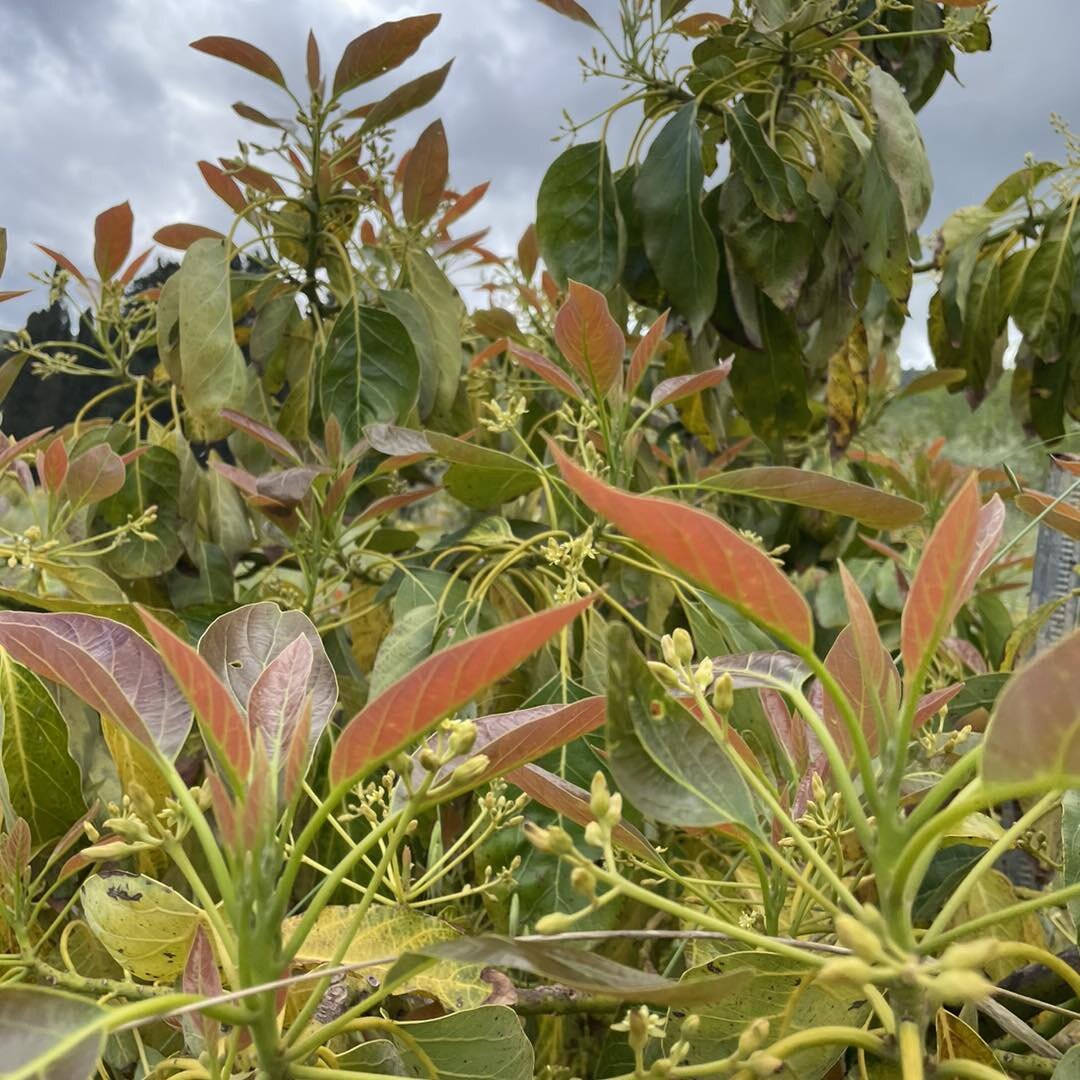 Applicazione di sostanze omeopatiche su impianto di avocado. Applicazione di sostanze omeopatiche su impianto di avocado.