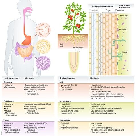 Il Suolo sano genera piante sane, il quale “genererà” esseri umani sani. Il Suolo sano genera piante sane, il quale “genererà” esseri umani sani.