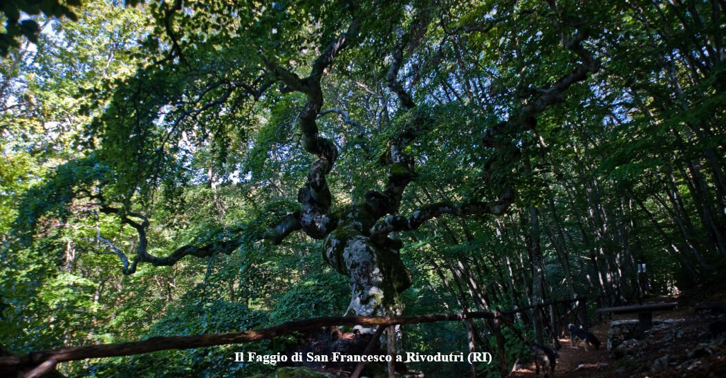 SABINA FRANCESCANA