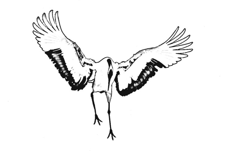 crane.jpeg crane.jpeg