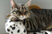 cat-2525346_1920.jpeg
