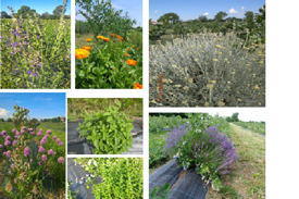 a94ec3698a7ee691038c736ed45a5aefc060a864