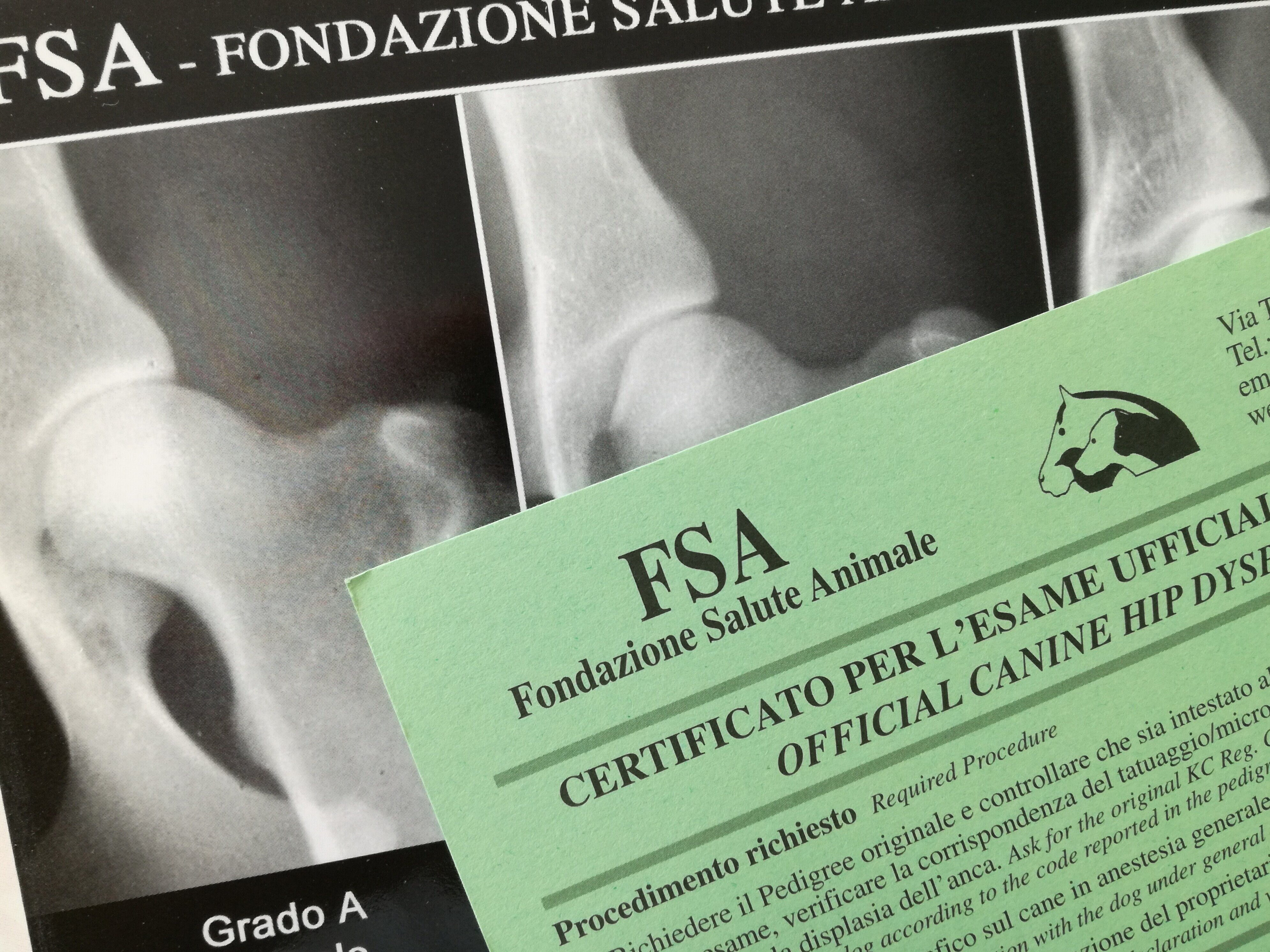 LA VISITA ORTOPEDICA DEL CANE CUCCIOLO