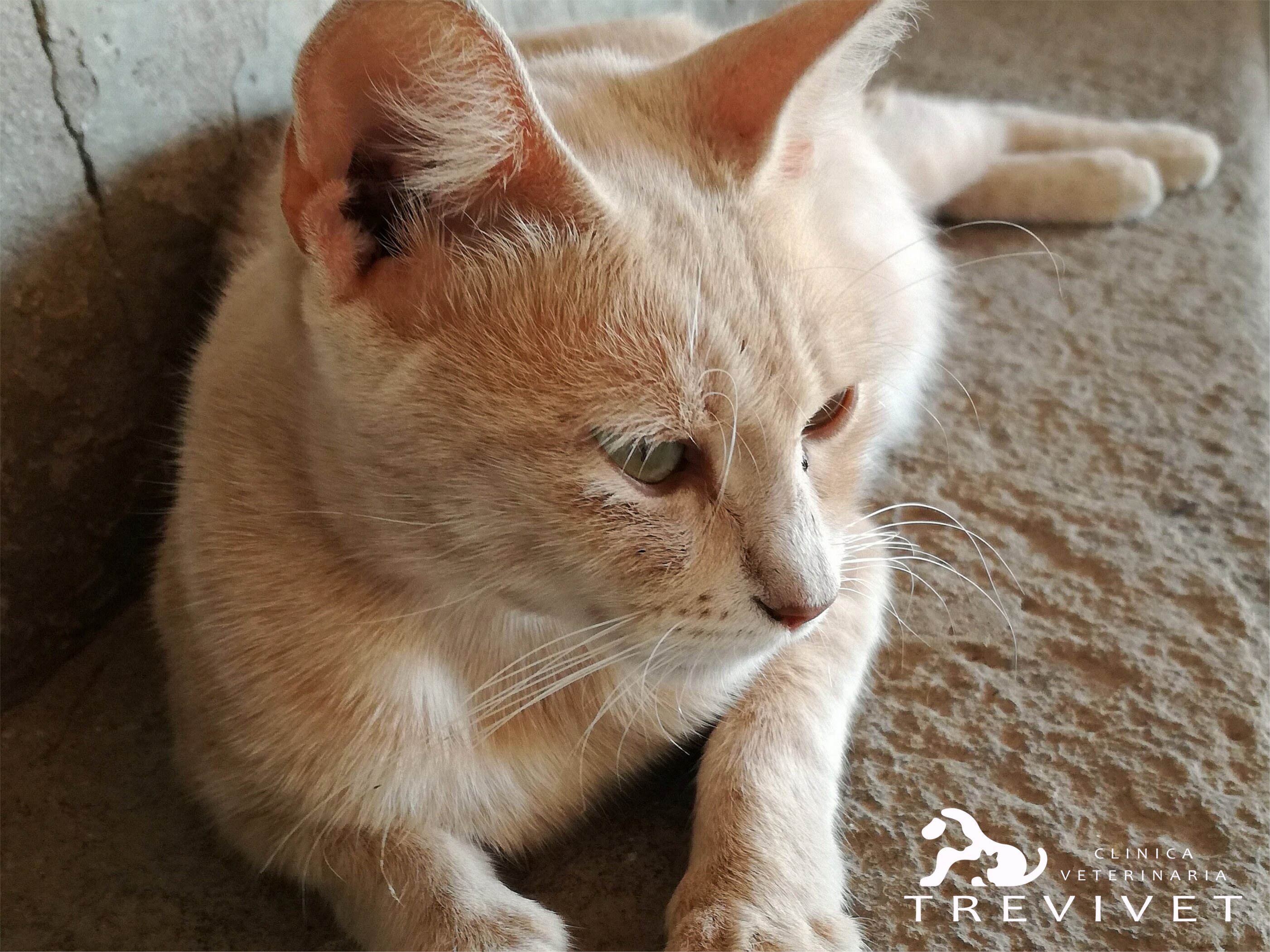 LA MEDICINA PREVENTIVA NELL' ANIMALE ANZIANO