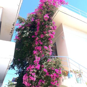 bouganville in fiore