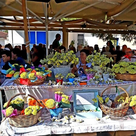 Kythira fiore sempreviva