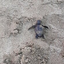 zante tartaruga caretta caretta