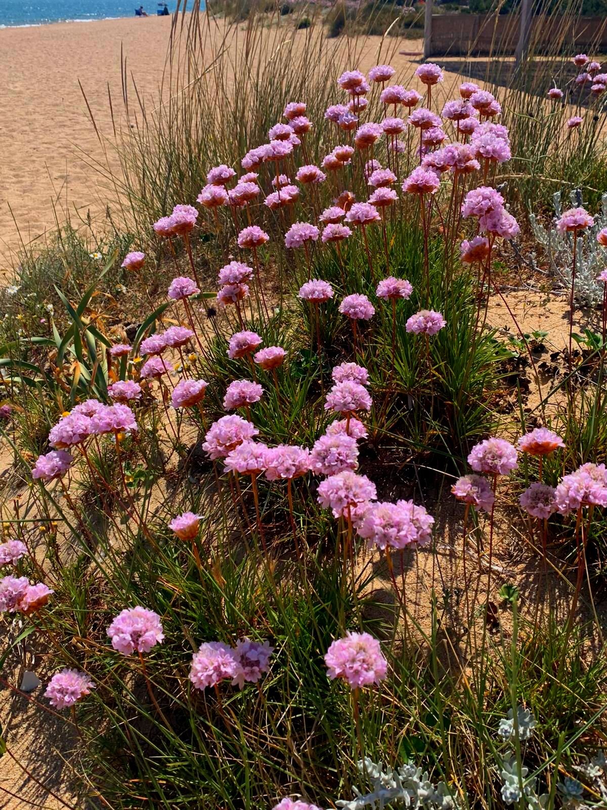 Le dune rosa di Porto Liscia