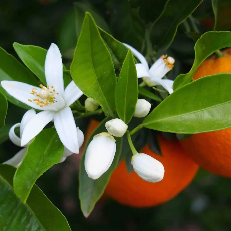 21718_49e372dc76f02b06a492e71ecd22b20cec7c72c4