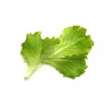 lattughino-verde