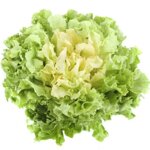 scarola
