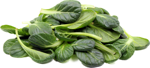 tatsoi