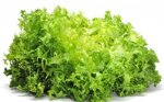 indivia-riccia