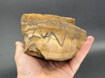tiger-eye-10-x-8-x-8-cm