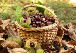 castagne-a-lunga-conservazione-varieta-napoletana