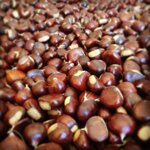 castagne-infilate-la-nzerta
