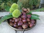 castagne-fresche-varieta-napoletana-pezzatura-mista