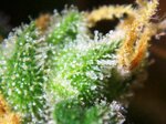 cbg-end-cbd-15-15-red-line