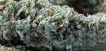 cbd-line-20