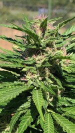 cbd-line-15