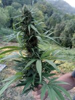 cbd-line-10