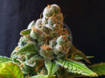 cbd-line-5