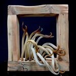 seaweed-in-the-frame
