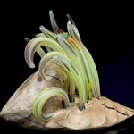 anemone-on-the-rock