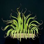 seaweed-chandelier