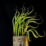 mold-green