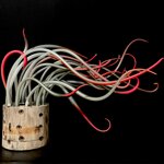 seaweed-red-tips-on-the-mold
