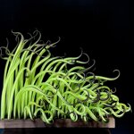 big-green-seaweed