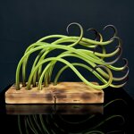green-seaweed-super-banding