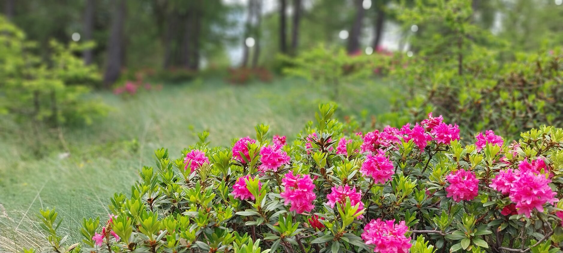 02 i rododendri a costalta.jpeg 02 i rododendri a costalta.jpeg