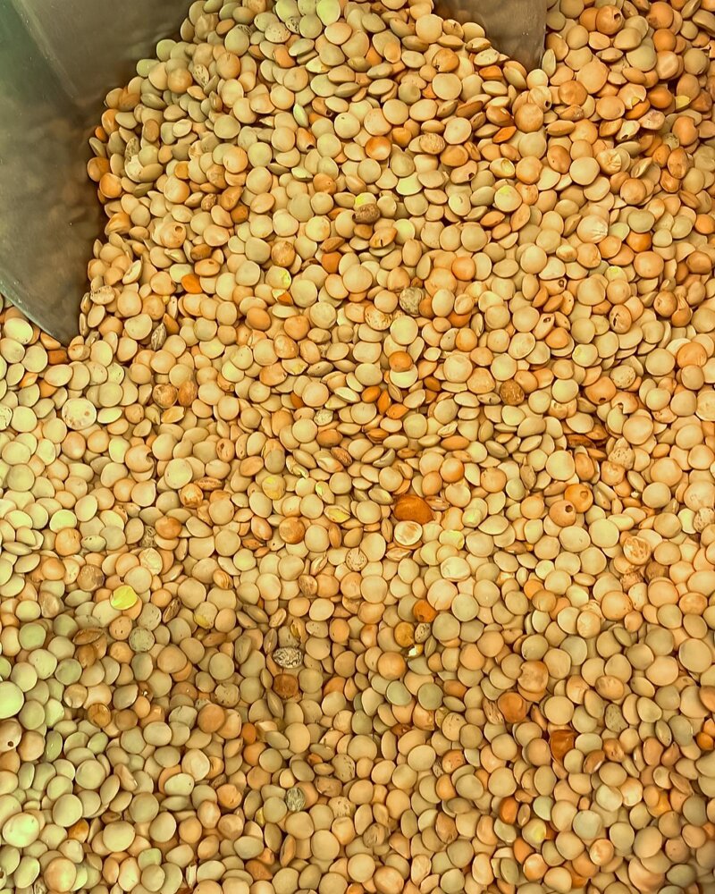 lenticchia