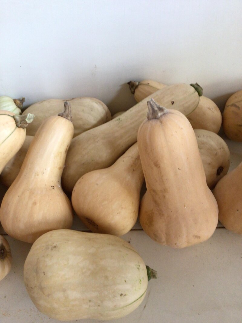 zucche-butternut