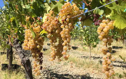 bbf0bfd3451dda1370d77e6047d936c942cde967