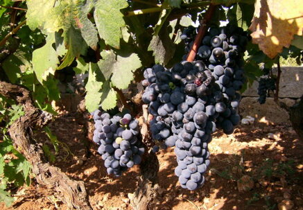 dc569b836e9e90bf9da940f887e48a7eb6ab967c