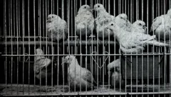 animali domestici