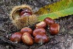 vendita-castagne-fresche-pezzatura-piccola