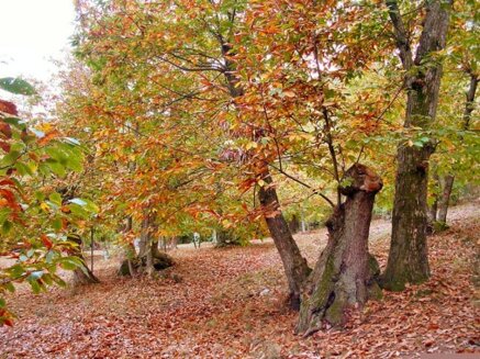 1bd80c04b2d6aaf026e1ffd7d8d15873d76e137f