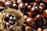 castagne-a-lunga-conservazione-varieta-napoletana