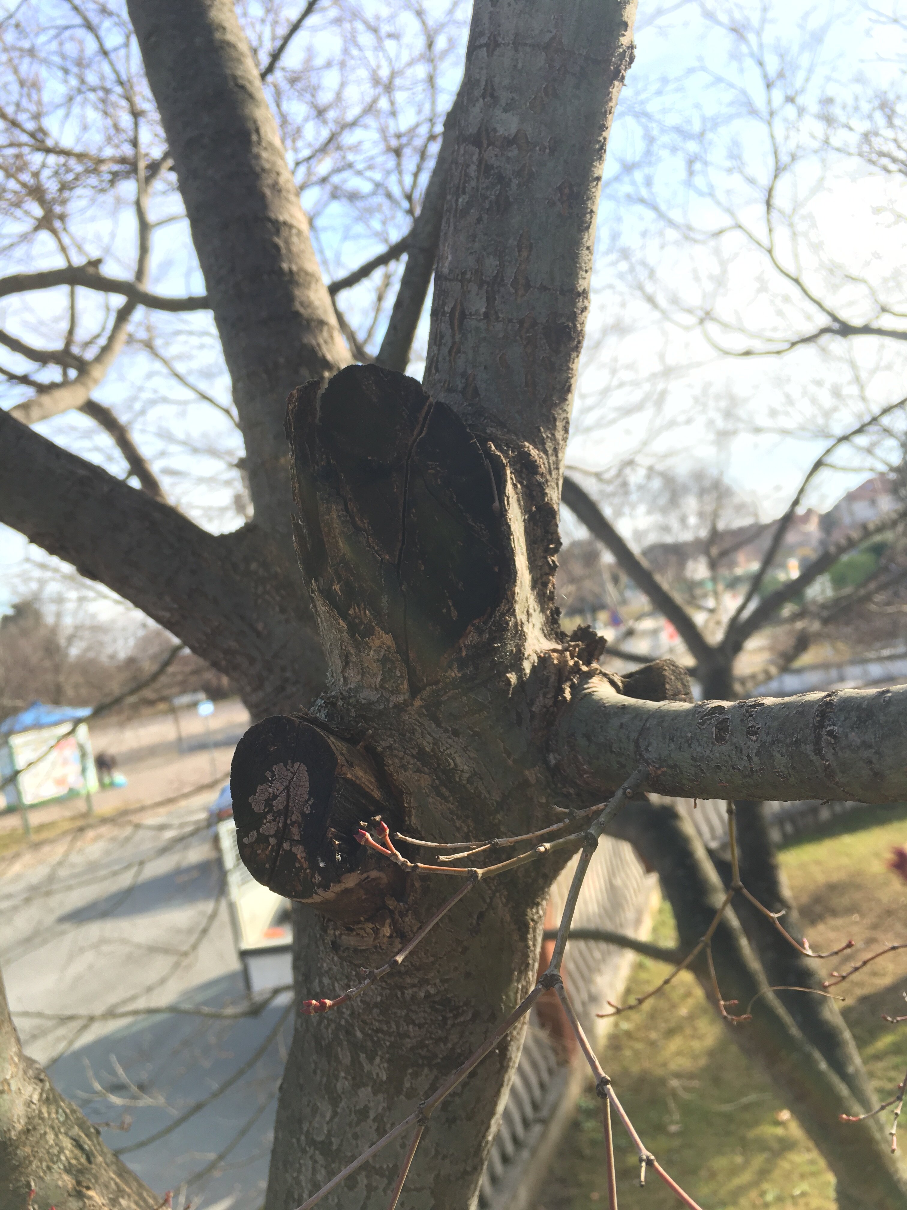 img_3983.jpeg img_3983.jpeg