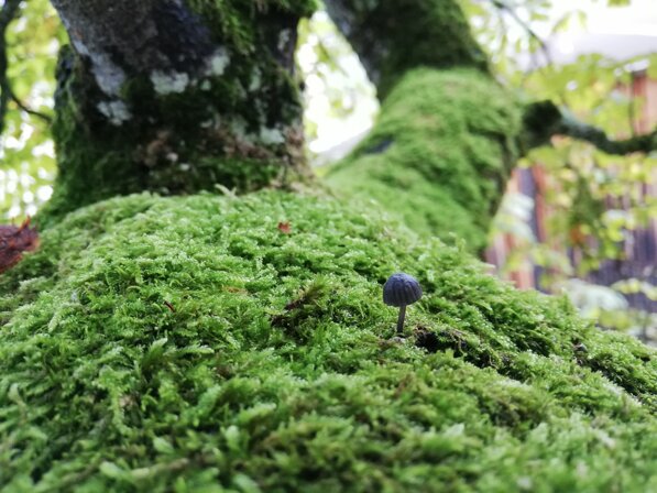 cd84df43779fa3897ba5459011e4e5c6347fdbe5