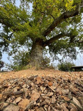 f4ee4631fb477d51246e7ae496d915d86ae04c75 f4ee4631fb477d51246e7ae496d915d86ae04c75