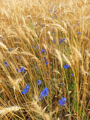 grains