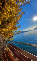 yellow-tree-over-the-lake