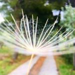 single-dandelion