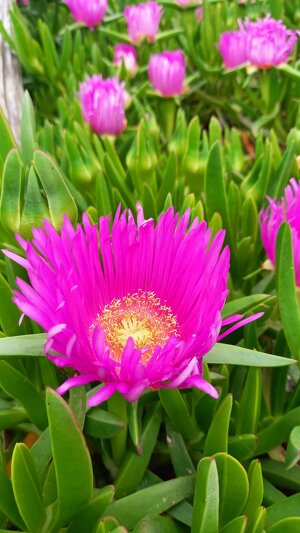 pink-beach-flowers