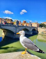 roma